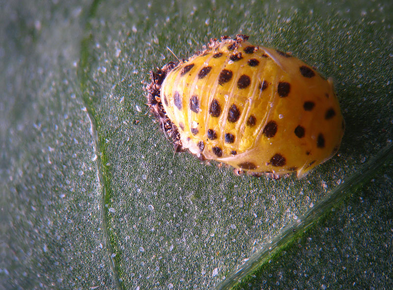 Coccinellidae:   Psyllobora vigintiduopunctata